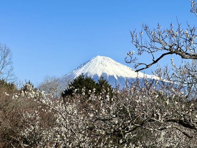 ゴルフ会員権がもたらす魅力と価値